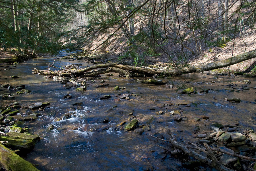 Small shady riffles and fallen logs in the water indicate good brook trout habitat.