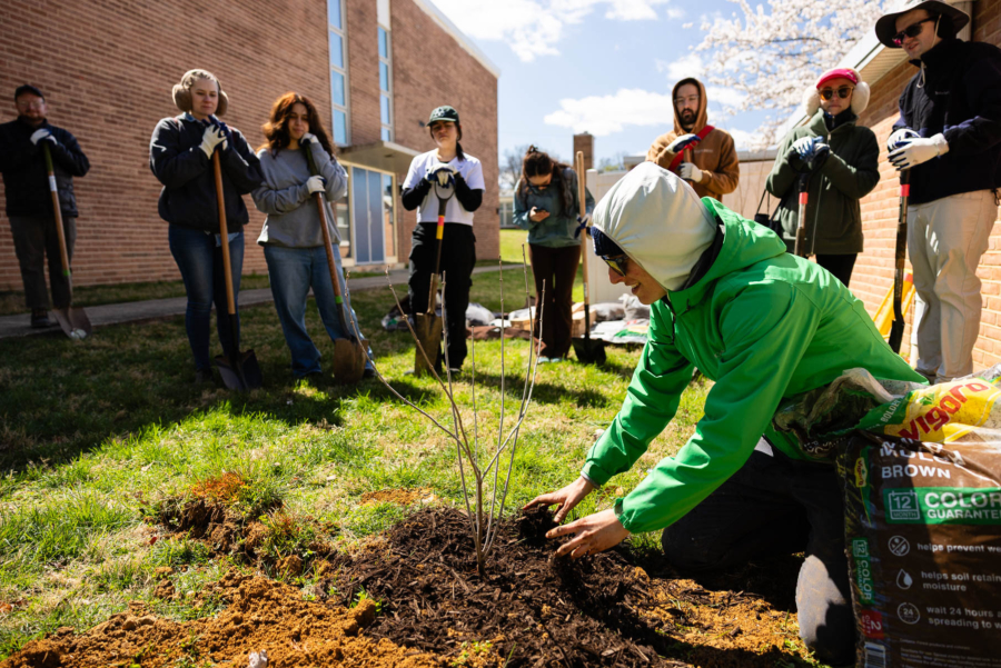 An expert crouches to plant a shrub as several people watch and lean on shovels.