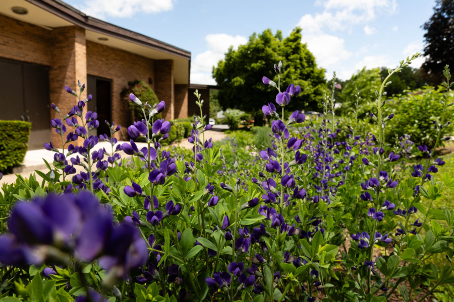 Purple flowers accent a flower bed near a church building filled with lush vegetation.