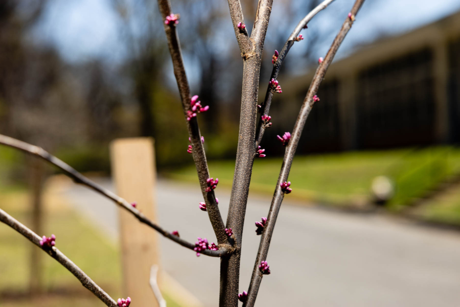 Tiny pink buds start to form on a redbud, freshly planted.
