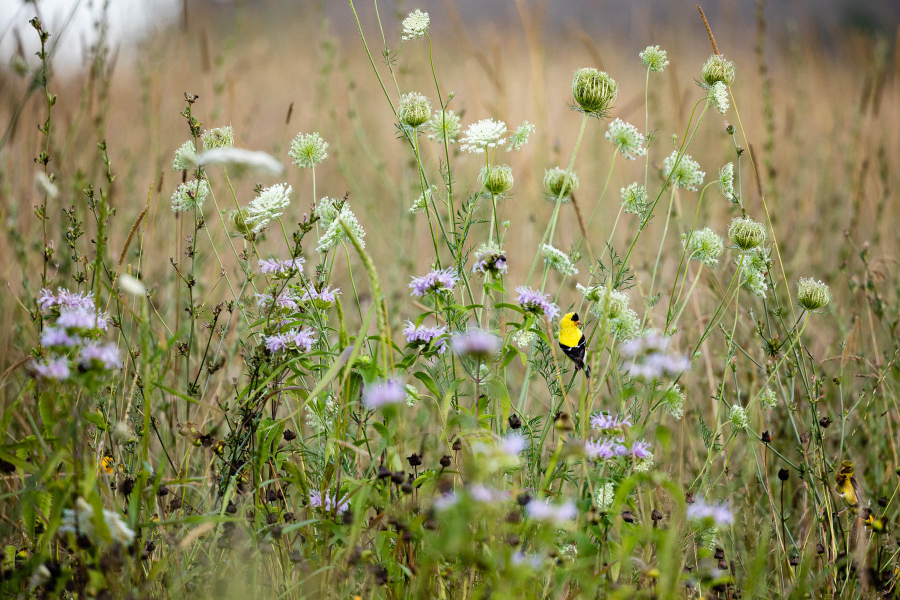A yellow bird perches amid tall wildflowers