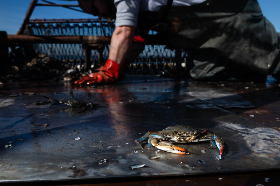 Person bends down on the floor of a boat with a blue crab on the floor.
