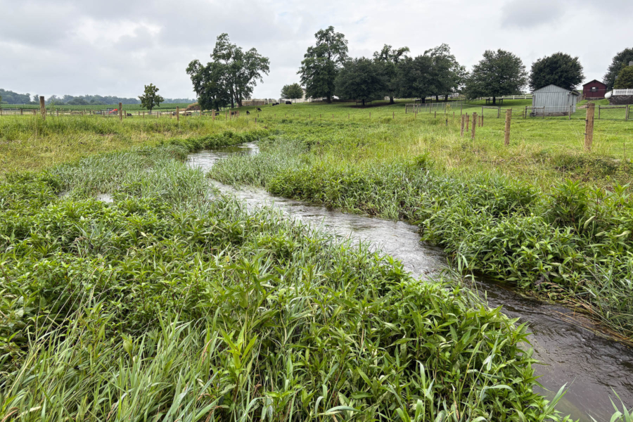 Healthy tributary flows through tall grass and recently planted trees.