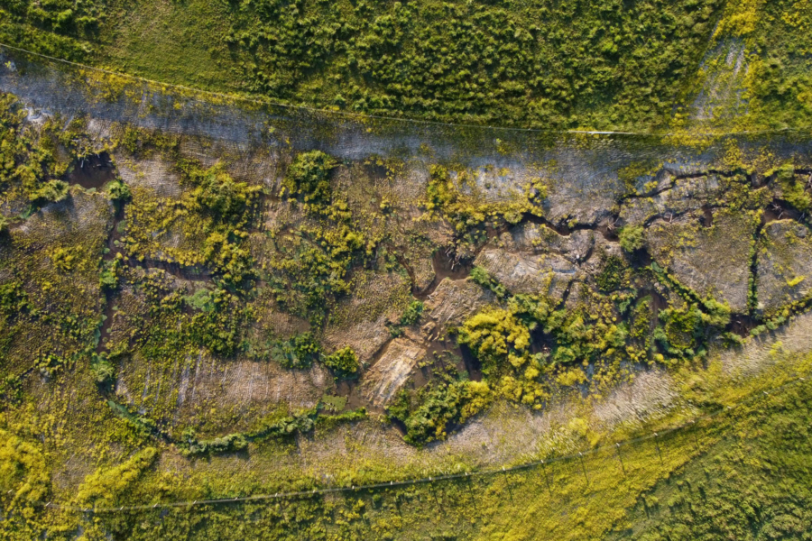 Overhead view of a health tributary flowing through a non-tidal wetland.