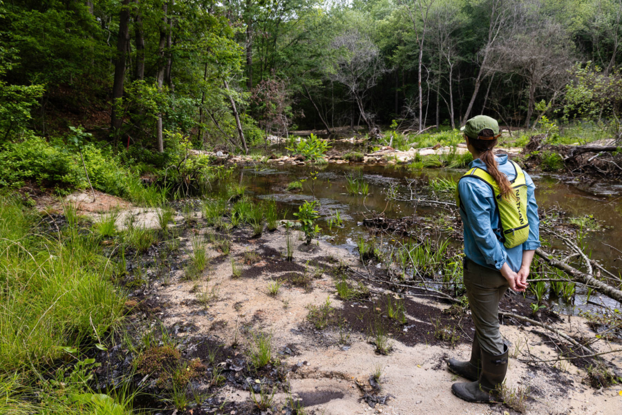 A restoration professional looks out at a wide, slow-moving forest stream restored amid dense woods.