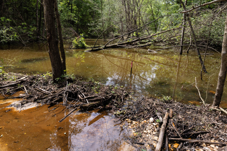 A wide beaver dam crosses a slow-moving stream, with water trickling through a small opening.