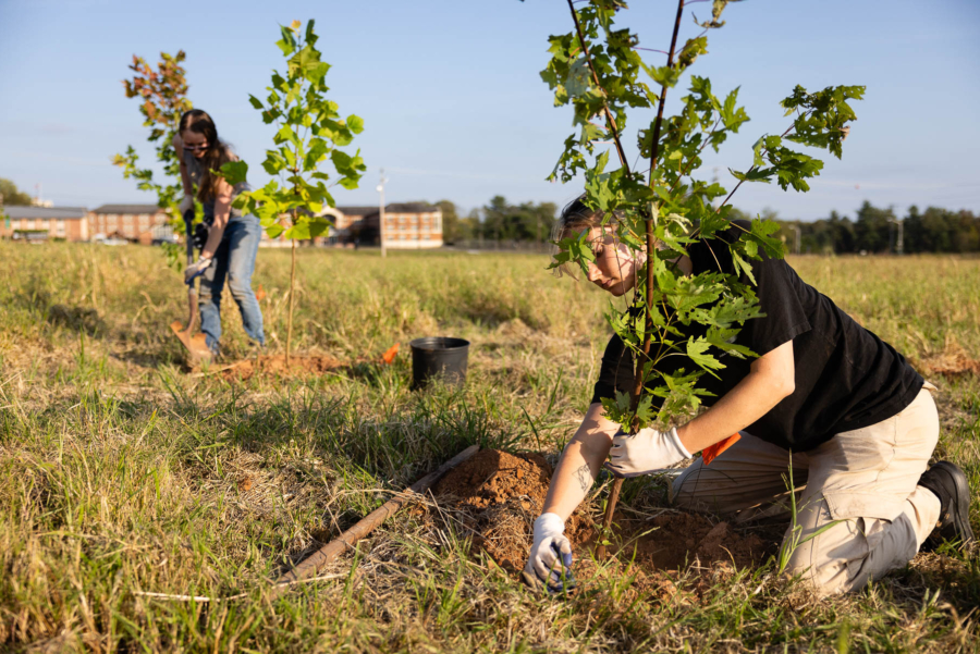 Two people plant young trees in a field.