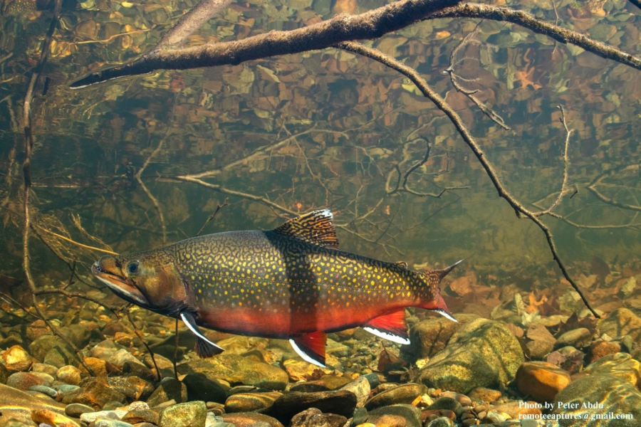 Brook Trout swimming in clear water.