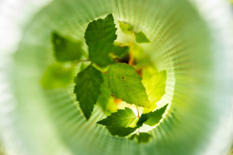 Light diffuses through a round plastic tree tube, making the small tree inside seemingly glow green.