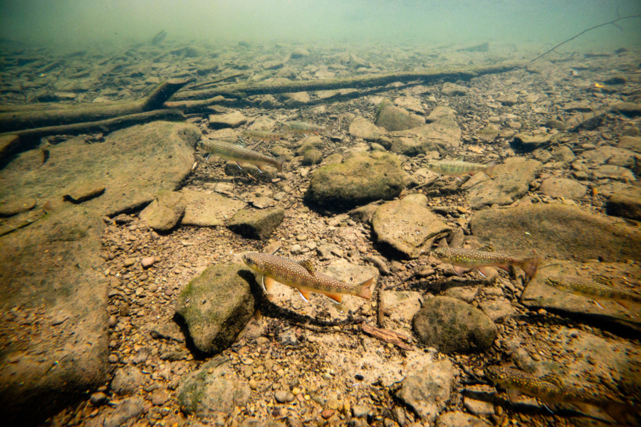 Several small brook trout blend into a rocky streambed.