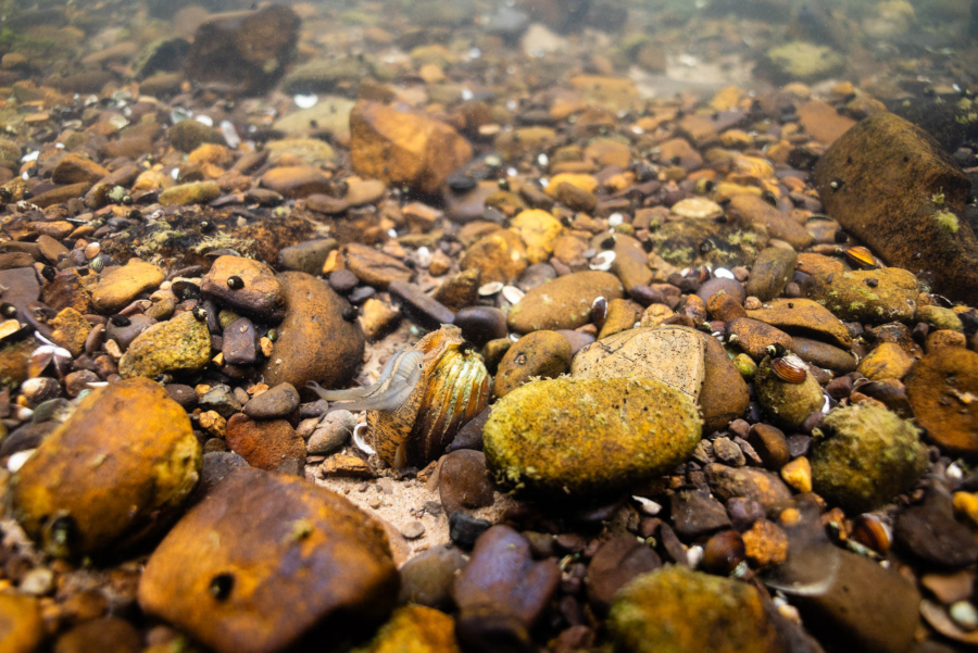 A single mussel exposes part of its flesh to mimic a prey fish on the rocky riverbed.