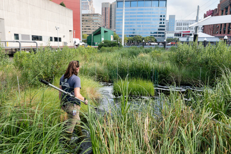 Long wades through shallow water and tall grasses, holding a long pole with a net at the end, the cityscape visible a short distance away.