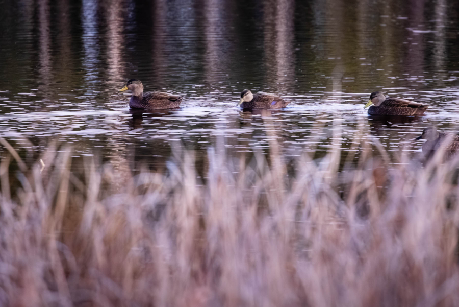 Three ducks float on the water with yellowish-white marsh grasses in the foreground.