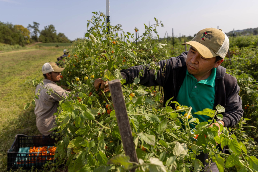 Two farm workers harvest cherry tomatoes from lush plants.
