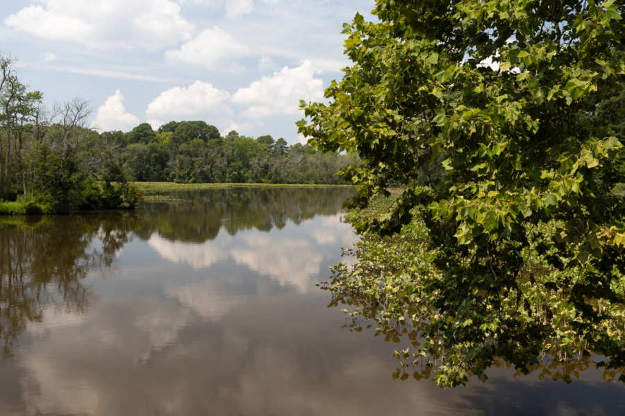 View of the creek with trees on either side