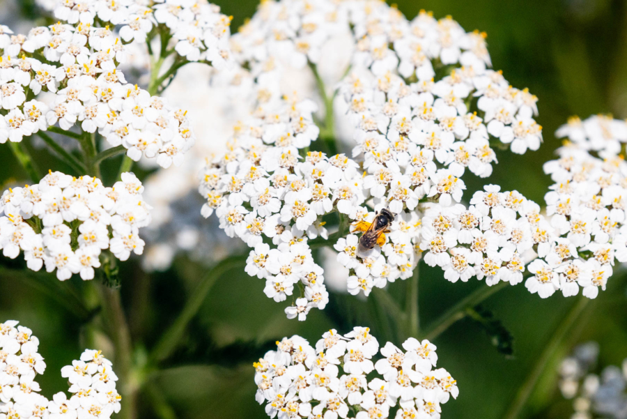 Yarrow has small white flowers.