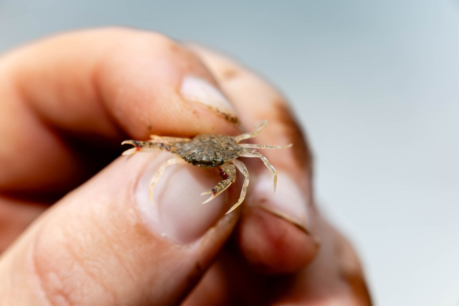 Hand hands a very tiny juvenile blue crab.