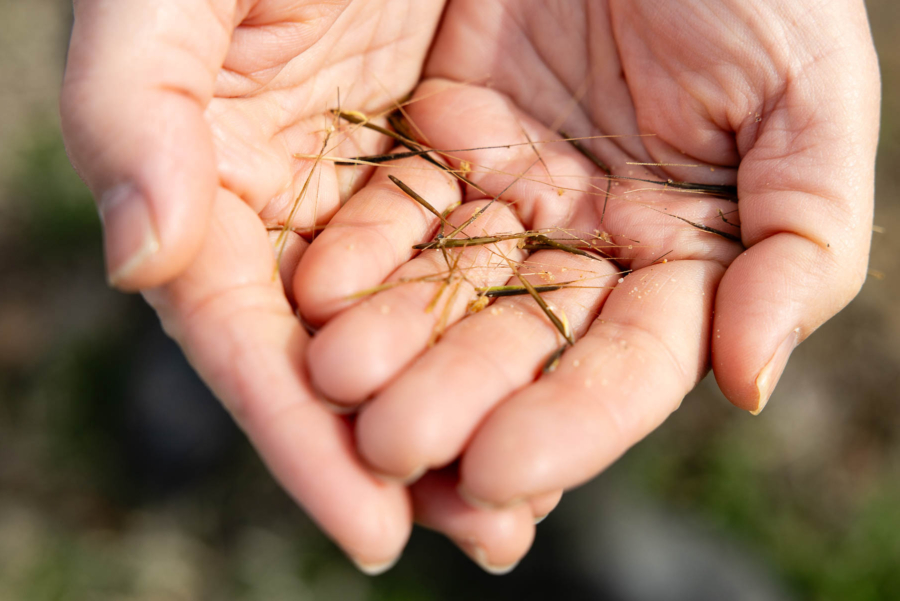 Two cupped hands gently hold tiny rice seeds.