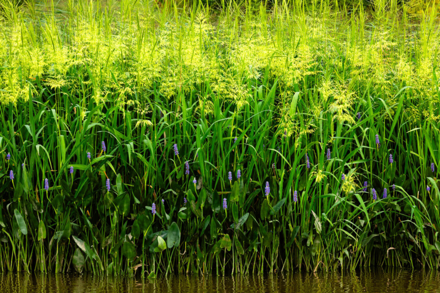 Tall aquatic grass grows along the water.
