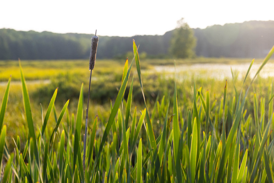 Cattail plants grow in a wetland.