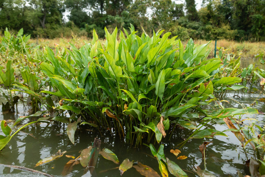 arrow arum, a bunchy green, leafy plant, grow in the water.