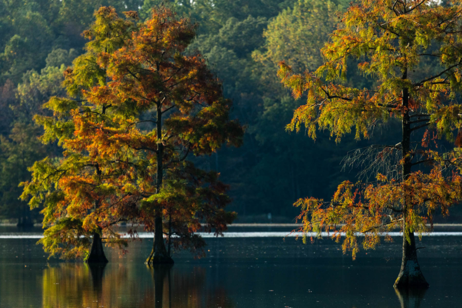 Tall bald cypress trees, with light green and brown leaves, stand in a river.