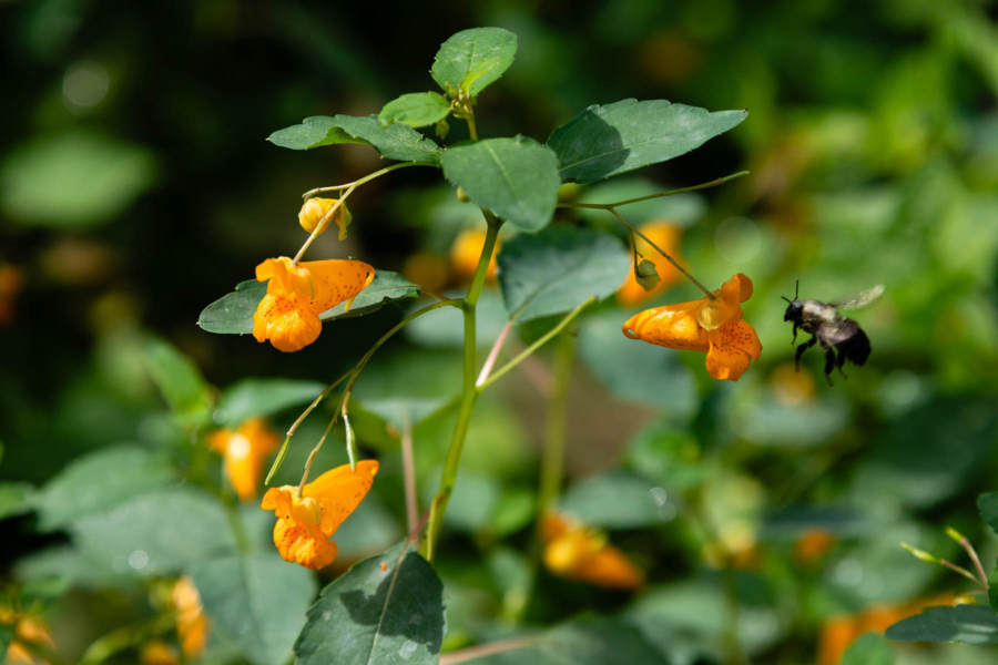 Bright orange flowers bloom on a jewelweed plant as a bee approaches.