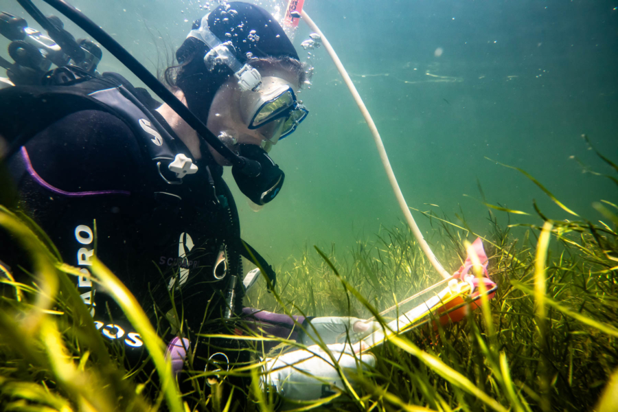Woman in scuba diving gear records data on underwater grasses.