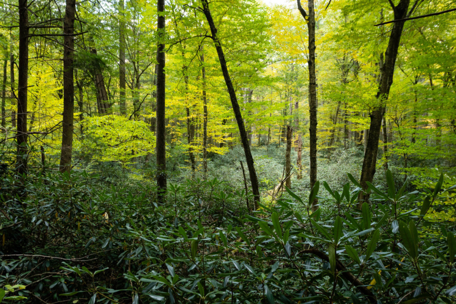 A forest is seen with rhododendrons in the foreground and green trees reaching to the sky.
