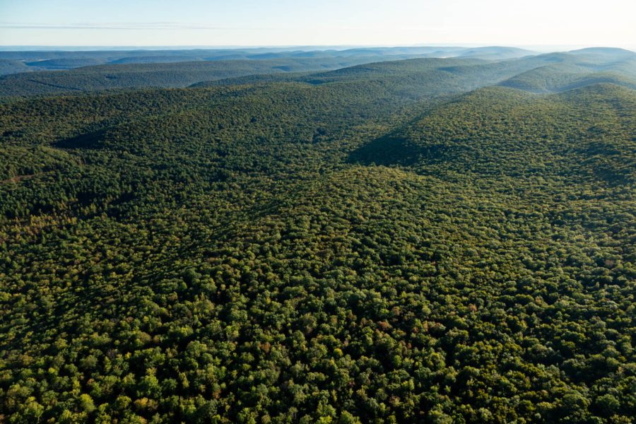 A vast forest with trees in bloom is seen from the sky.