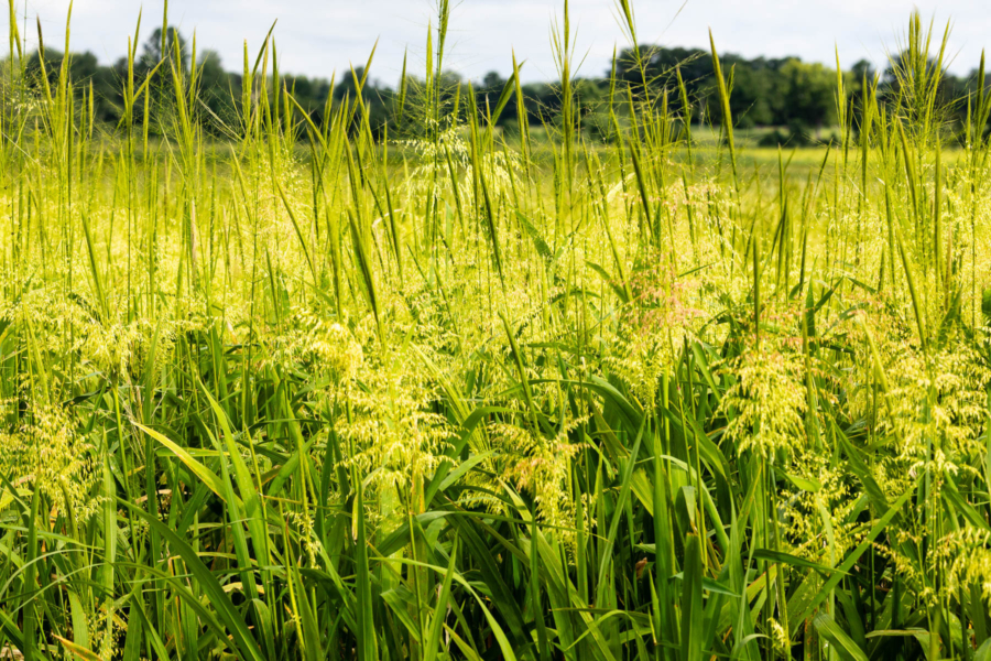 Thick yellow grass blooms stand above a wetland