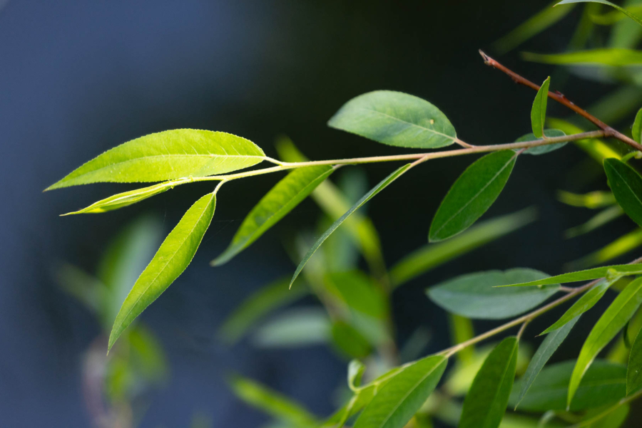 Narrow leaves are backlit against a dark river.