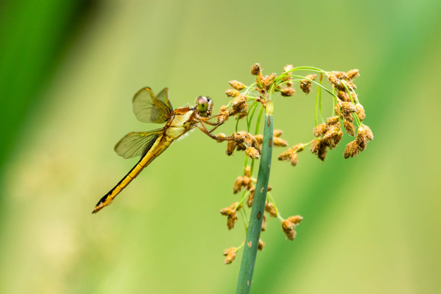 A single bulrush stem sprouts yellow flowers and a yellow dragonfly.