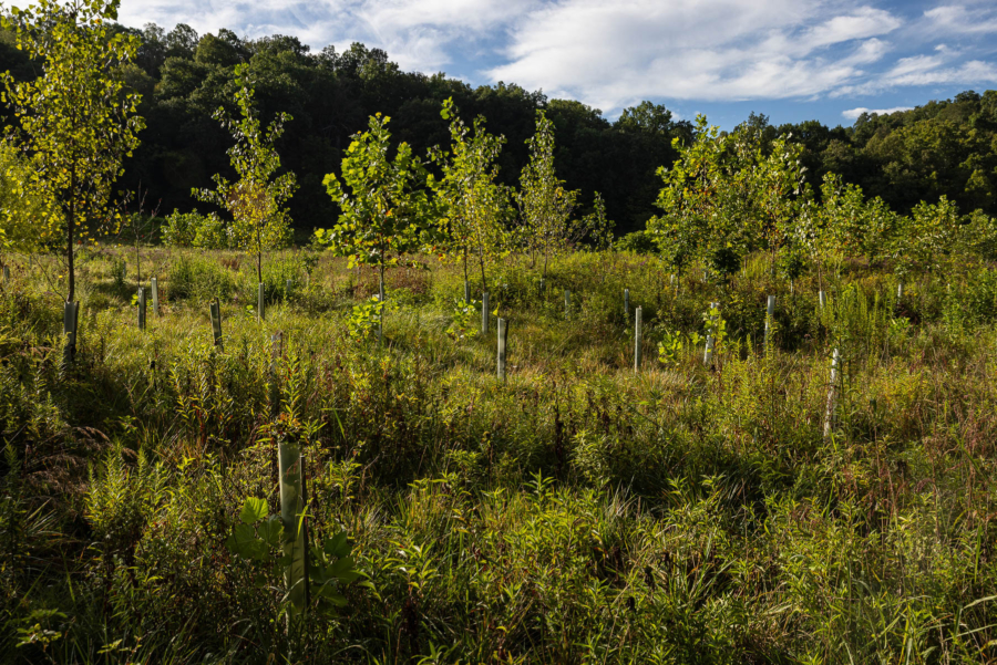 A vibrant green wetland grows with trees in the background.