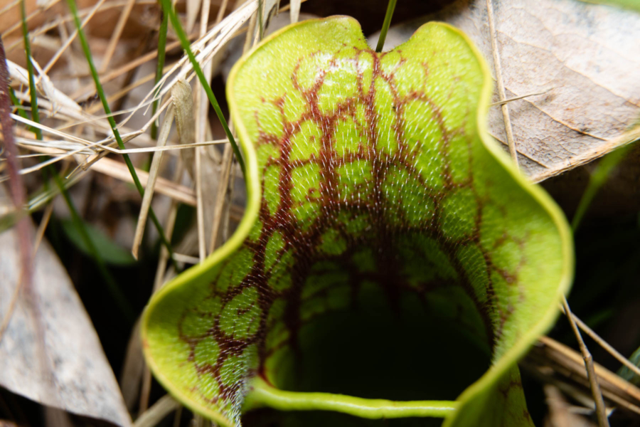 Northern pitcher plant grows among leaves and wetland grasses.