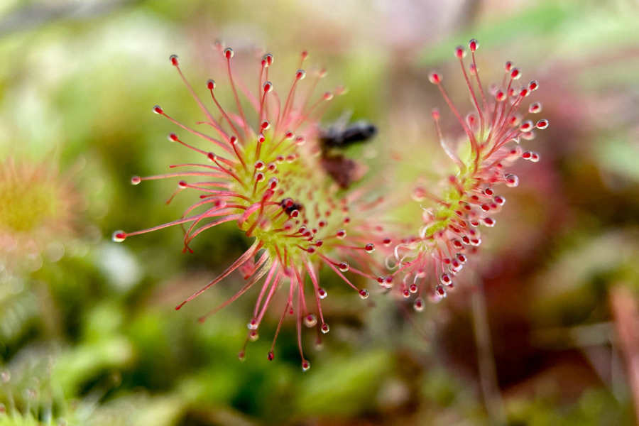 Tiny red tentacles stick out from a sundew plant.