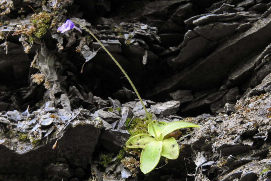 Single butterwort plant sticks out of a rocky area.