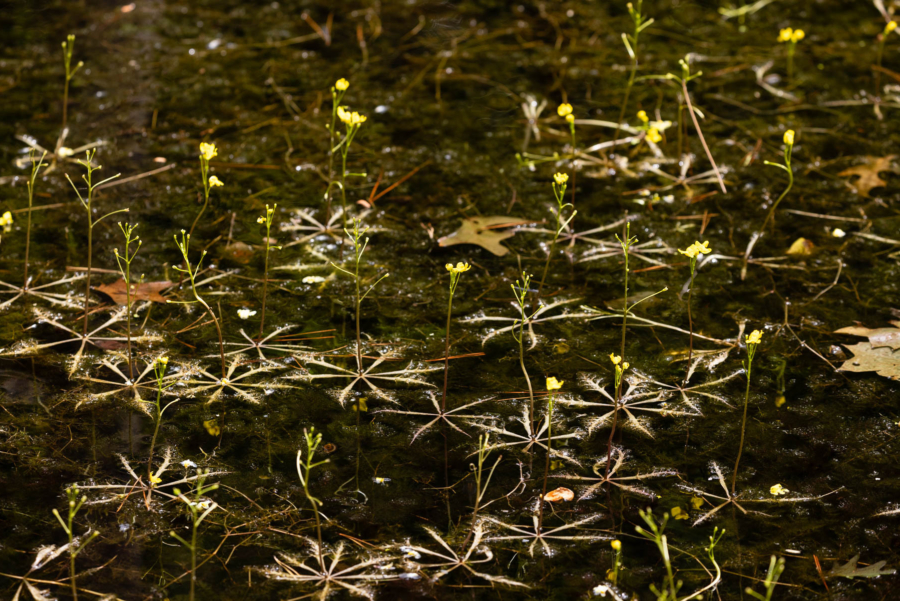 Several bladderworts bloom above the surface of the water with tiny, pale yellow flowers.