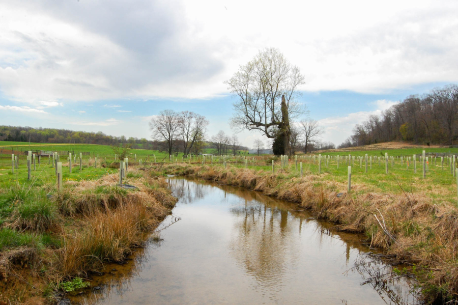 Slow-moving water is flanked by plastic tree tubes on flat farmland.
