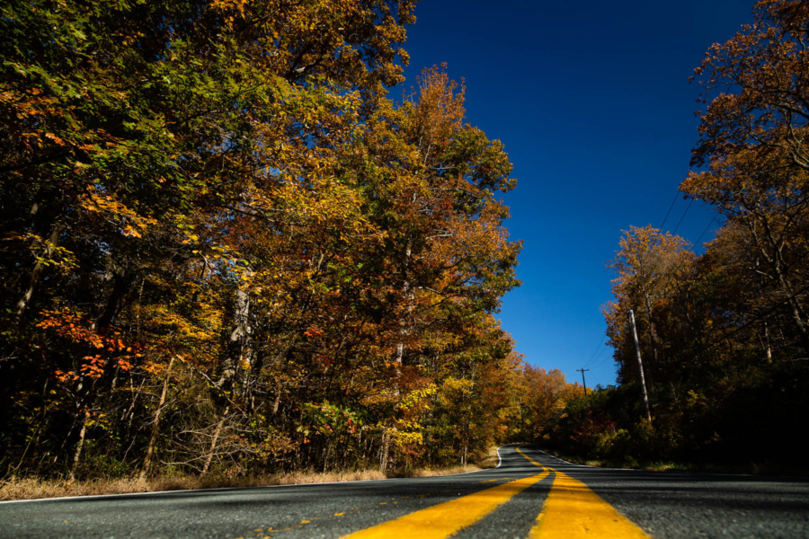 A road stretches out into the distance, lined with trees with orange and yellow leaves.