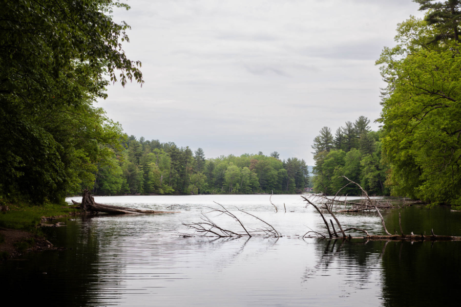A serene lake surrounded by green foliage