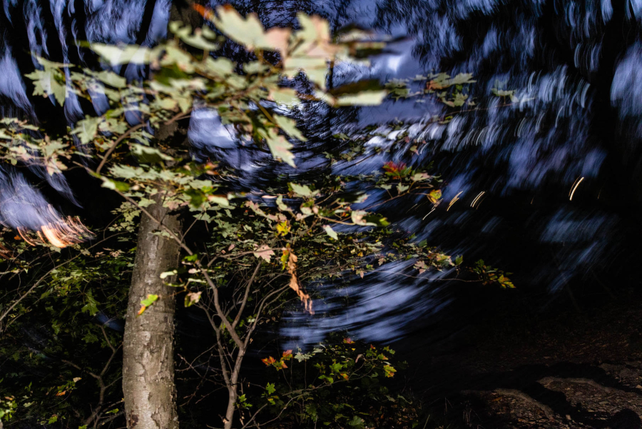 A manipulated photograph shows a trees with swirling sky and dark trees behind it.
