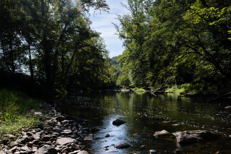 Mature trees border the banks of the Tye River.