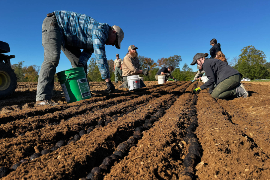 Staff kneel by rows of soil to plant large walnut seeds.