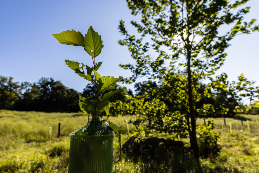 Young tree pokes out of a tree tube with a larger tree in the background.