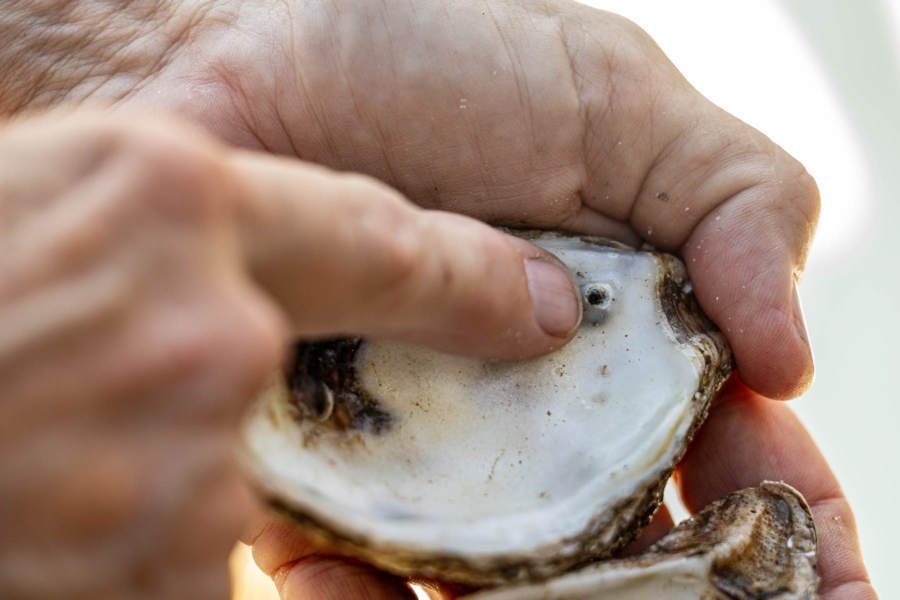 Finger points to small black speck inside of an oyster shell.
