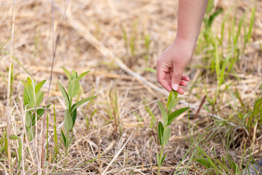 Hand grabbing plant with green leaves.