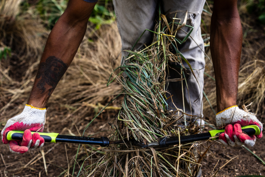 A man's two hands and tattooed arms hold loppers with tension, bracing to cut through a twisted tuft of grasses