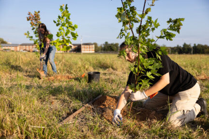 Two people plant young trees in a field.