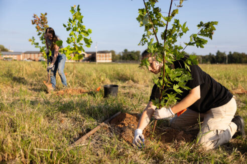 Two people plant young trees in a field.